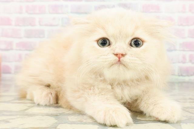 東京都のフォールデックス (Coo&RIKU池袋西口店/2026年2月28日生まれ/女の子/クリームタビー)の子猫の3枚目の画像