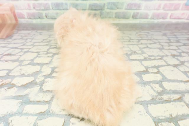 東京都のフォールデックス (Coo&RIKU池袋西口店/2026年2月28日生まれ/女の子/クリームタビー)の子猫の4枚目の画像