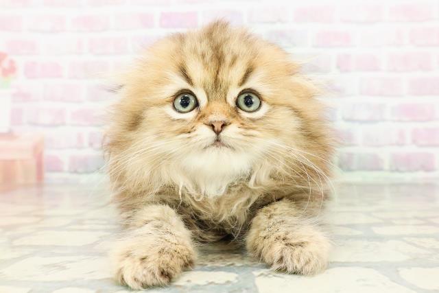 東京都のフォールデックス (Coo&RIKU大久保店/2026年2月28日生まれ/男の子/ブラウンタビー)の子猫の1枚目の画像