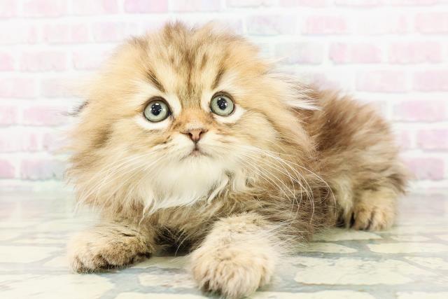 東京都のフォールデックス (Coo&RIKU大久保店/2026年2月28日生まれ/男の子/ブラウンタビー)の子猫の2枚目の画像