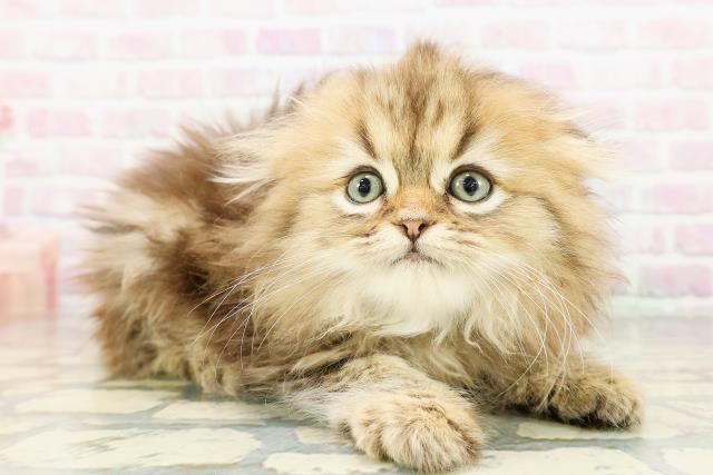 東京都のフォールデックス (Coo&RIKU大久保店/2026年2月28日生まれ/男の子/ブラウンタビー)の子猫の3枚目の画像