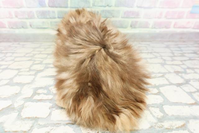 東京都のフォールデックス (Coo&RIKU大久保店/2026年2月28日生まれ/男の子/ブラウンタビー)の子猫の4枚目の画像