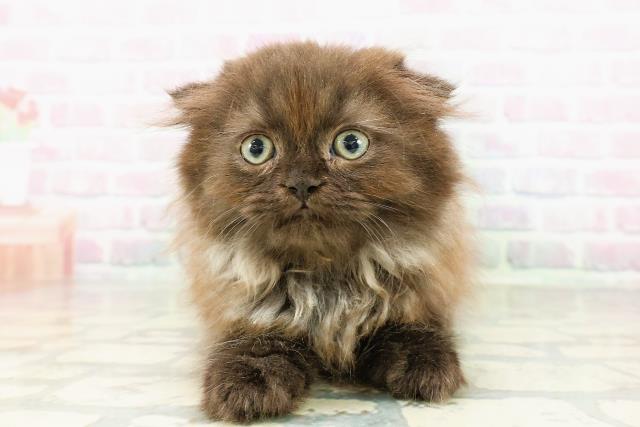 東京都のフォールデックス (Coo&RIKU自由が丘店/2026年2月28日生まれ/男の子/ブラックスモーク)の子猫の1枚目の画像