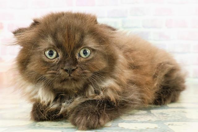 東京都のフォールデックス (Coo&RIKU自由が丘店/2026年2月28日生まれ/男の子/ブラックスモーク)の子猫の2枚目の画像