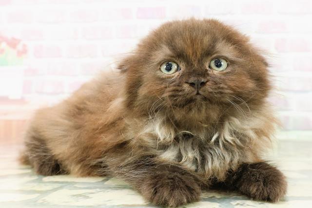 東京都のフォールデックス (Coo&RIKU自由が丘店/2026年2月28日生まれ/男の子/ブラックスモーク)の子猫の3枚目の画像