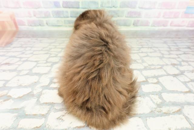 東京都のフォールデックス (Coo&RIKU自由が丘店/2026年2月28日生まれ/男の子/ブラックスモーク)の子猫の4枚目の画像