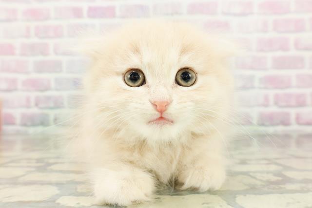 鳥取県のスコティッシュフォールド (Coo&RIKUラ・ムー鳥取東店/2026年3月2日生まれ/男の子/クリームタビー)の子猫の1枚目の画像