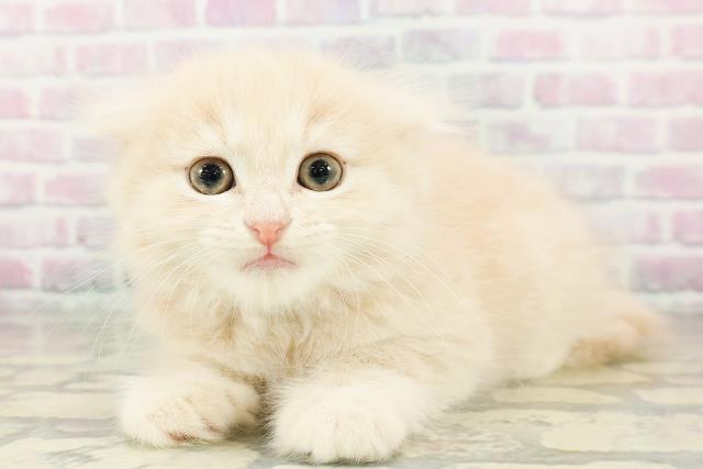 鳥取県のスコティッシュフォールド (Coo&RIKUラ・ムー鳥取東店/2026年3月2日生まれ/男の子/クリームタビー)の子猫の2枚目の画像