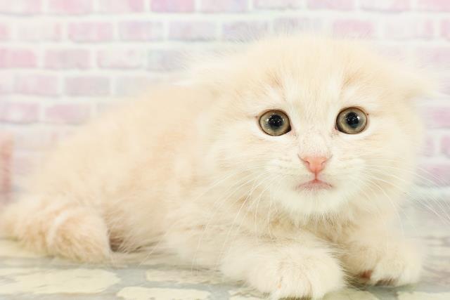 鳥取県のスコティッシュフォールド (Coo&RIKUラ・ムー鳥取東店/2026年3月2日生まれ/男の子/クリームタビー)の子猫の3枚目の画像