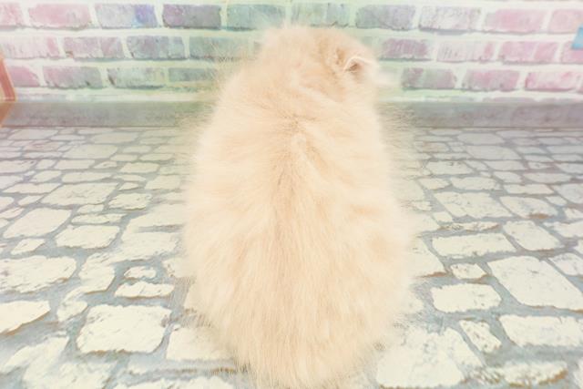 鳥取県のスコティッシュフォールド (Coo&RIKUラ・ムー鳥取東店/2026年3月2日生まれ/男の子/クリームタビー)の子猫の4枚目の画像