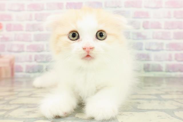 東京都のスコティッシュフォールド (Coo&RIKU広尾店/2026年3月2日生まれ/男の子/レッドタビーホワイト)の子猫