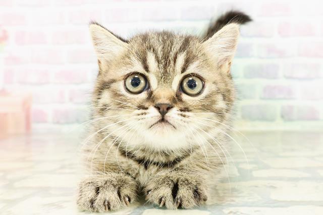 新潟県のミヌエット (Coo&RIKU長岡店/2026年3月1日生まれ/男の子/ブラウンタビー)の子猫
