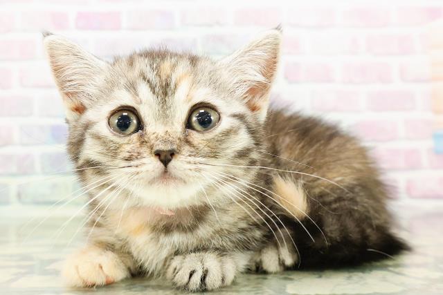 北海道のミヌエット (Coo&RIKU帯広店/2026年2月21日生まれ/女の子/シルバーパッチドタビー)の子猫の2枚目の画像