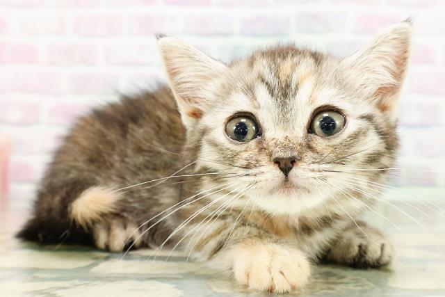 北海道のミヌエット (Coo&RIKU帯広店/2026年2月21日生まれ/女の子/シルバーパッチドタビー)の子猫の3枚目の画像