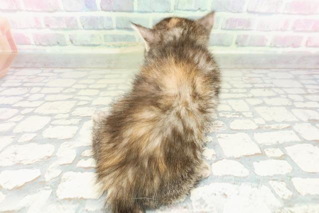 北海道のミヌエット (Coo&RIKU帯広店/2026年2月21日生まれ/女の子/シルバーパッチドタビー)の子猫の4枚目の画像