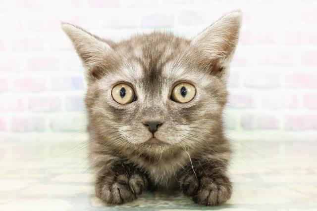 北海道のミヌエット (Coo&RIKU釧路店/2026年2月21日生まれ/男の子/ブラックスモーク)の子猫の1枚目の画像