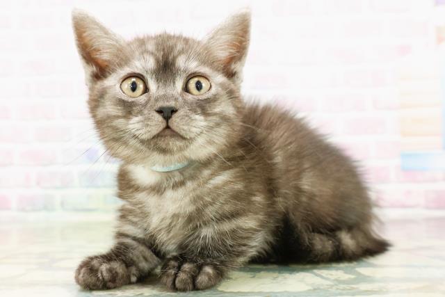 北海道のミヌエット (Coo&RIKU釧路店/2026年2月21日生まれ/男の子/ブラックスモーク)の子猫の2枚目の画像