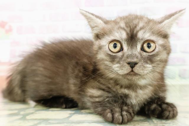 北海道のミヌエット (Coo&RIKU釧路店/2026年2月21日生まれ/男の子/ブラックスモーク)の子猫の3枚目の画像