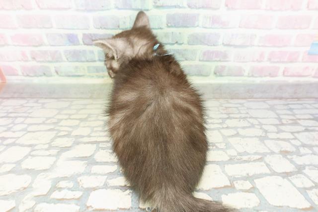 北海道のミヌエット (Coo&RIKU釧路店/2026年2月21日生まれ/男の子/ブラックスモーク)の子猫の4枚目の画像