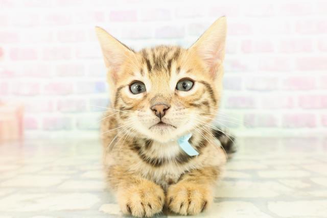 岩手県のベンガル (Coo&RIKU岩手盛岡店/2026年2月28日生まれ/男の子/ブラウンスポットタビー)の子猫の1枚目の画像