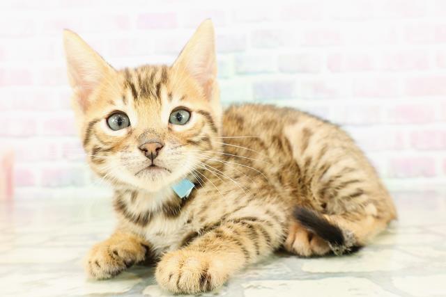 岩手県のベンガル (Coo&RIKU岩手盛岡店/2026年2月28日生まれ/男の子/ブラウンスポットタビー)の子猫の2枚目の画像