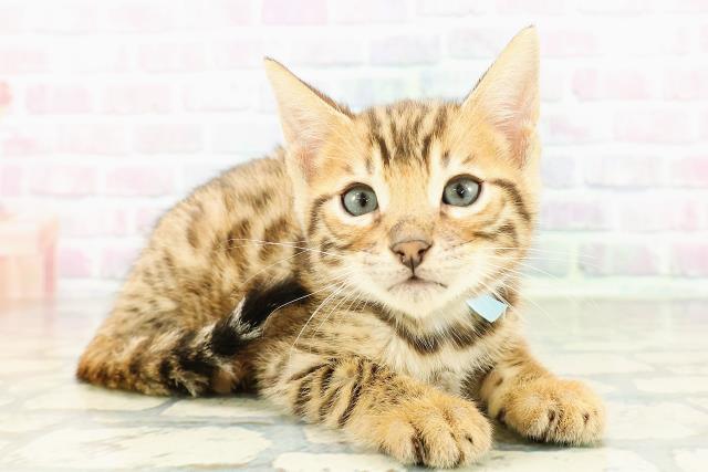 岩手県のベンガル (Coo&RIKU岩手盛岡店/2026年2月28日生まれ/男の子/ブラウンスポットタビー)の子猫の3枚目の画像