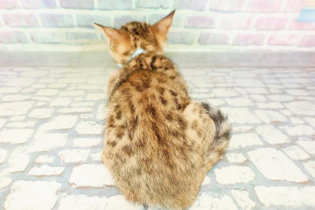 岩手県のベンガル (Coo&RIKU岩手盛岡店/2026年2月28日生まれ/男の子/ブラウンスポットタビー)の子猫の4枚目の画像