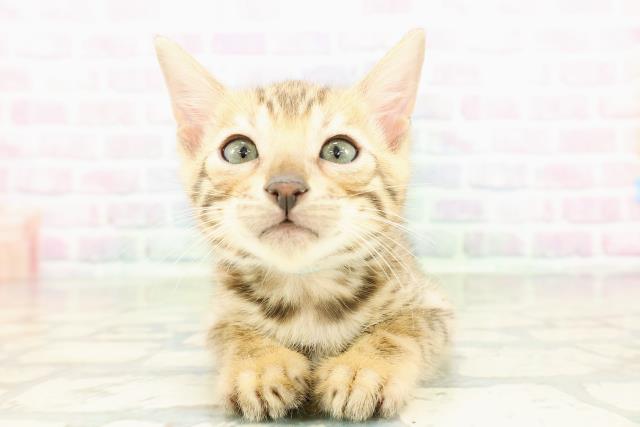 鳥取県のベンガル (Coo&RIKUラ・ムー鳥取東店/2026年2月28日生まれ/男の子/ブラウンスポットタビー)の子猫の1枚目の画像