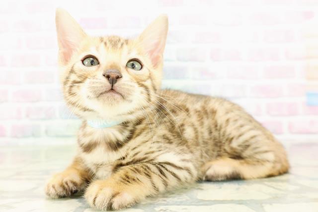 鳥取県のベンガル (Coo&RIKUラ・ムー鳥取東店/2026年2月28日生まれ/男の子/ブラウンスポットタビー)の子猫の2枚目の画像