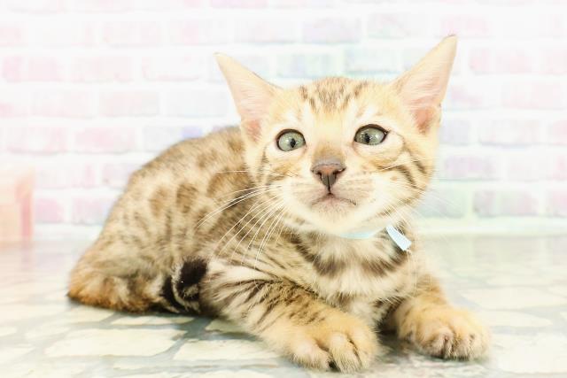 鳥取県のベンガル (Coo&RIKUラ・ムー鳥取東店/2026年2月28日生まれ/男の子/ブラウンスポットタビー)の子猫の3枚目の画像