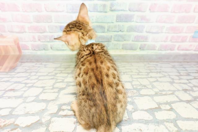 鳥取県のベンガル (Coo&RIKUラ・ムー鳥取東店/2026年2月28日生まれ/男の子/ブラウンスポットタビー)の子猫の4枚目の画像