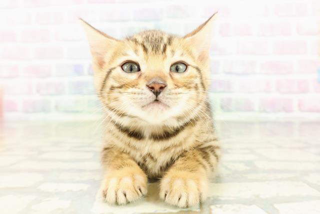 東京都のベンガル (Coo&RIKU中野サンモール店/2026年2月28日生まれ/女の子/ブラウンスポットタビー)の子猫