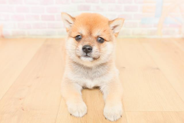 対象生体表示