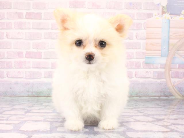 滋賀県のポメビション(ポメラニアン×ビションフリーゼ) (Coo&RIKU長浜店/2026年2月28日生まれ/女の子/ホワイトクリーム)の子犬の1枚目の画像