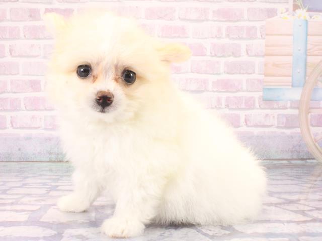 滋賀県のポメビション(ポメラニアン×ビションフリーゼ) (Coo&RIKU長浜店/2026年2月28日生まれ/女の子/ホワイトクリーム)の子犬の3枚目の画像