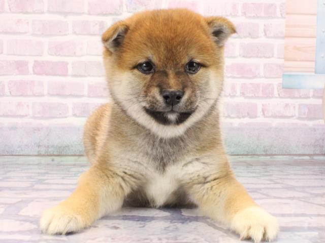 京都府の豆柴 (Coo&RIKU京都店/2026年2月28日生まれ/男の子/赤)の子犬の1枚目の画像