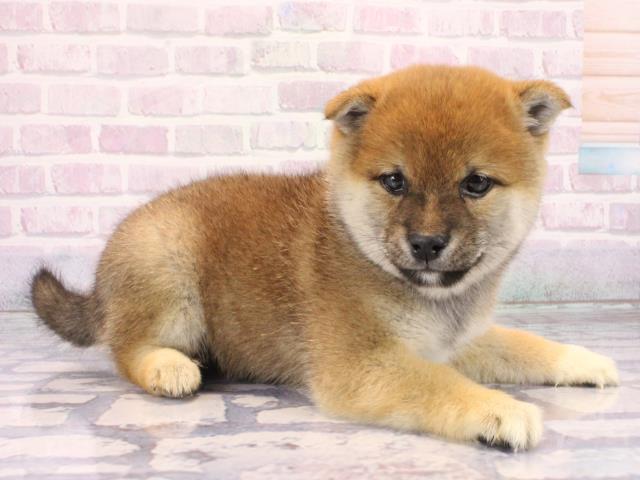 京都府の豆柴 (Coo&RIKU京都店/2026年2月28日生まれ/男の子/赤)の子犬の2枚目の画像