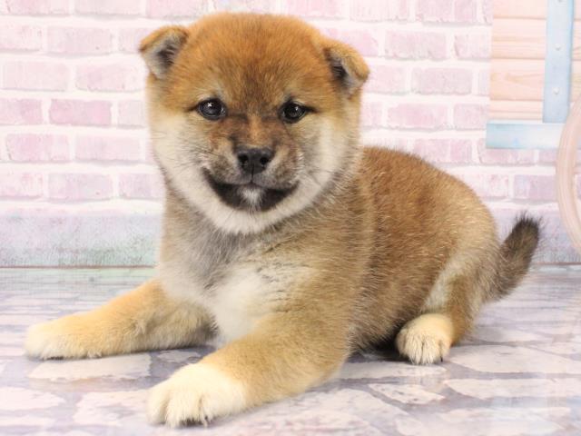 京都府の豆柴 (Coo&RIKU京都店/2026年2月28日生まれ/男の子/赤)の子犬の3枚目の画像