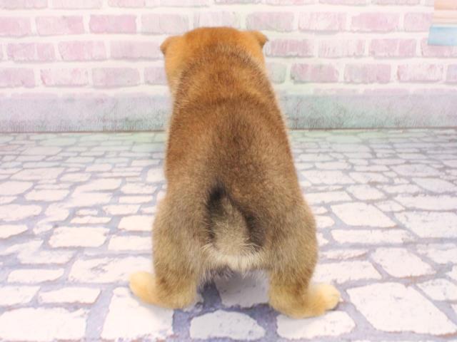 京都府の豆柴 (Coo&RIKU京都店/2026年2月28日生まれ/男の子/赤)の子犬の4枚目の画像