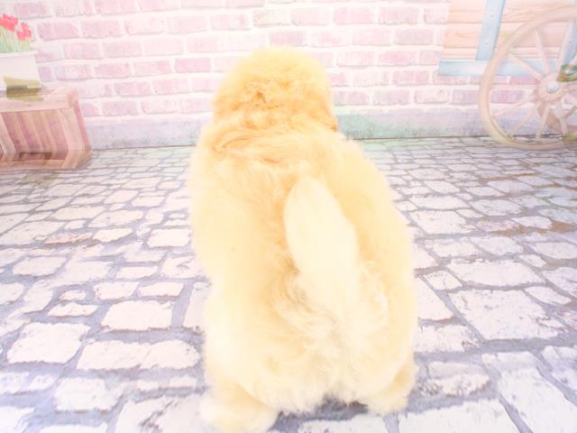 滋賀県のポメプー(ポメラニアン×プードル) (Coo&RIKU長浜店/2026年2月25日生まれ/男の子/クリーム)の子犬の4枚目の画像
