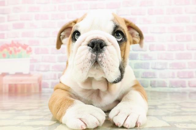 埼玉県のブルドッグ (Coo&RIKUアニマルケアセンター大宮/2026年3月1日生まれ/男の子/レッドホワイト)の子犬の1枚目の画像