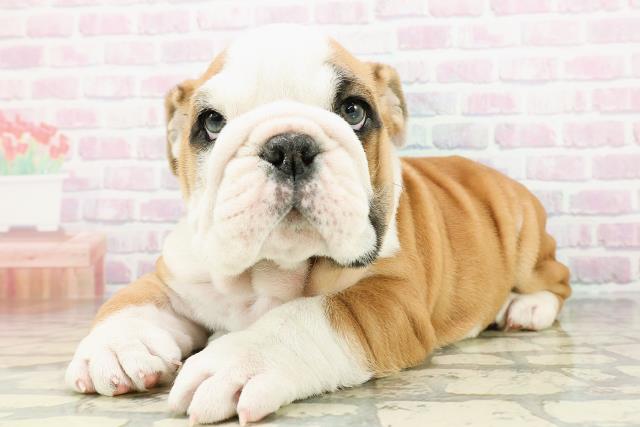 埼玉県のブルドッグ (Coo&RIKUアニマルケアセンター大宮/2026年3月1日生まれ/男の子/レッドホワイト)の子犬の2枚目の画像