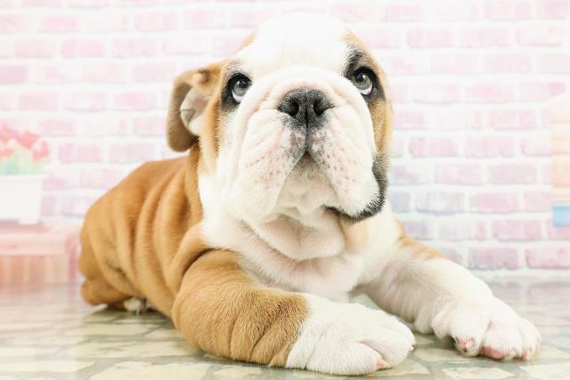 埼玉県のブルドッグ (Coo&RIKUアニマルケアセンター大宮/2026年3月1日生まれ/男の子/レッドホワイト)の子犬の3枚目の画像