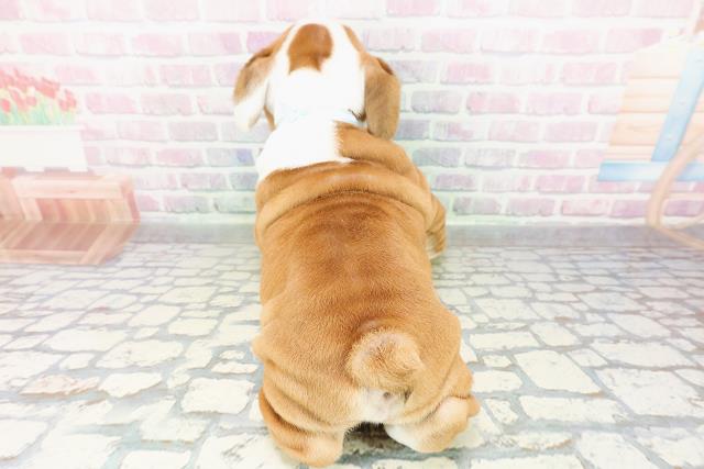 埼玉県のブルドッグ (Coo&RIKUアニマルケアセンター大宮/2026年3月1日生まれ/男の子/レッドホワイト)の子犬の4枚目の画像