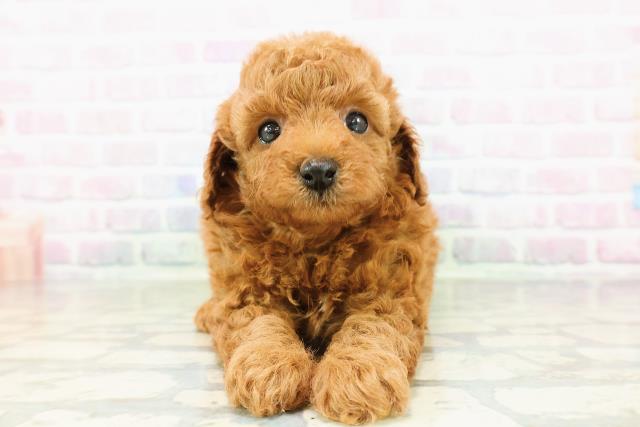 トイ・プードル