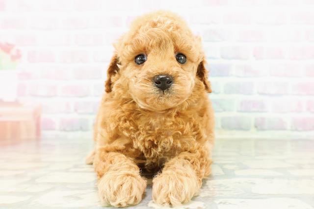 トイ・プードル