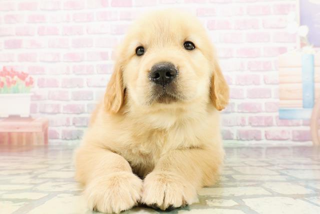 北海道のゴールデンレトリバー (Coo&RIKU岩見沢店/2026年3月3日生まれ/男の子/ゴールデン)の子犬の1枚目の画像