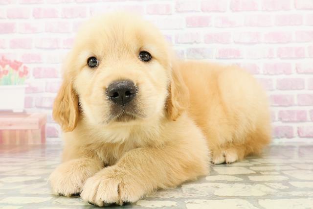 北海道のゴールデンレトリバー (Coo&RIKU岩見沢店/2026年3月3日生まれ/男の子/ゴールデン)の子犬の2枚目の画像