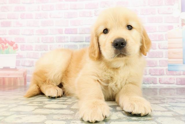 北海道のゴールデンレトリバー (Coo&RIKU岩見沢店/2026年3月3日生まれ/男の子/ゴールデン)の子犬の3枚目の画像