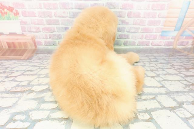 北海道のゴールデンレトリバー (Coo&RIKU岩見沢店/2026年3月3日生まれ/男の子/ゴールデン)の子犬の4枚目の画像